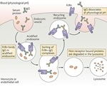 FcRn and its role as a therapeutic target