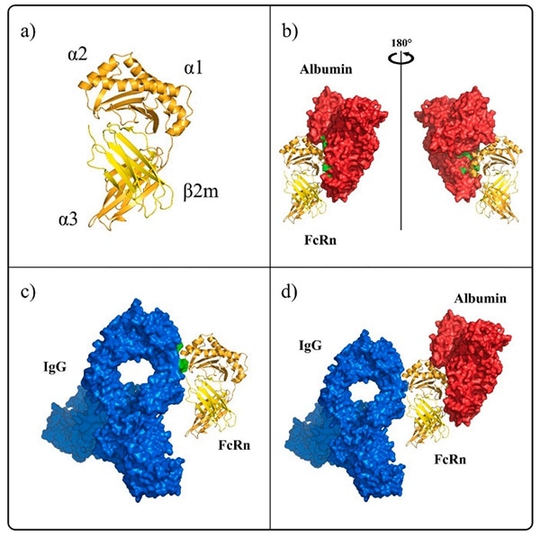 FcRn has different binding sites with ligand IgG and albumin.