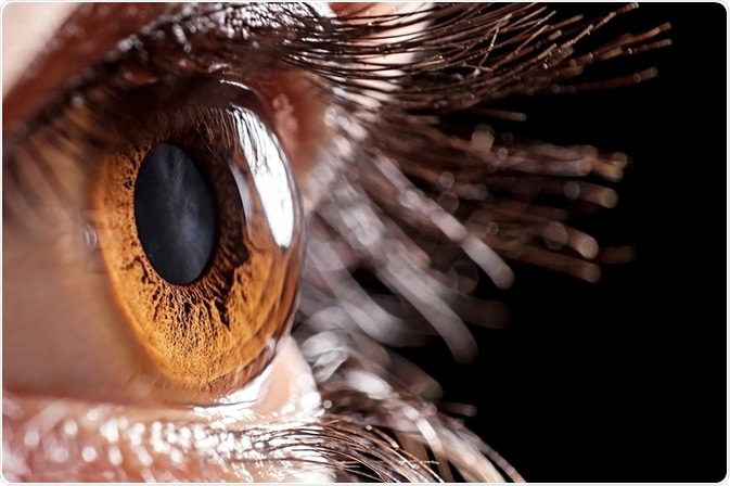 Cornea Cornea