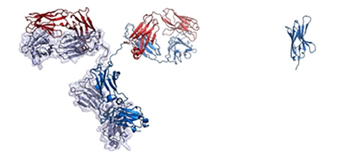 On the left is a full-sized IgG antibody while on the right is a nanobody.