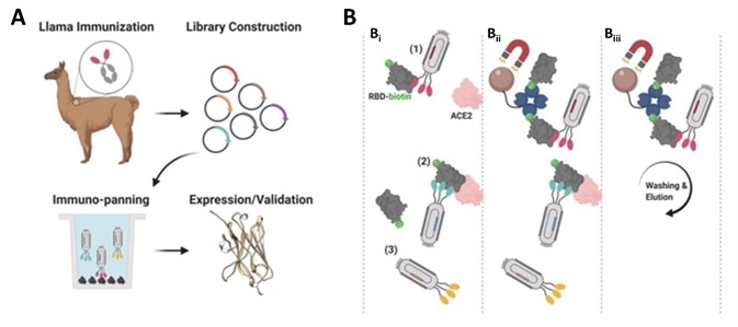 Nanobody development process. A) Llama immunization and identification of nanobody candidates. B) Selection of neutralizing nanobodies using three step process.