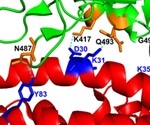 New mouse model of SARS-CoV-2 infection reflects features of human infection