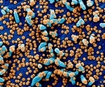Researchers engineer "Nanotraps" that block SARS-CoV-2 infection