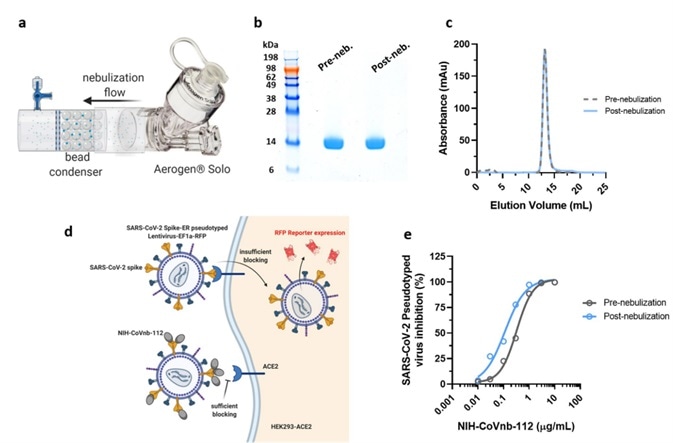 Aerosolized NIH-CoVnb-112 is structurally stable and can effectively block pseudotyped SARS-CoV-2 viral transduction.