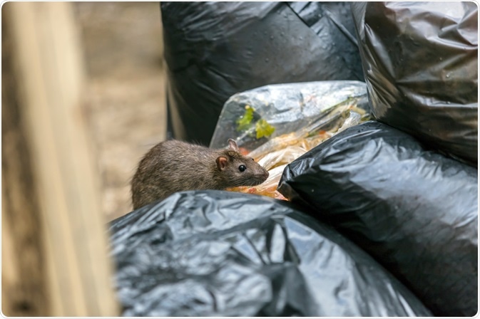rodent