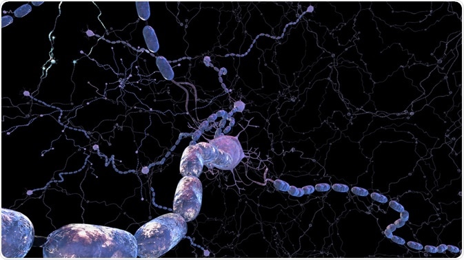 Myelin Sheath Myelin Sheath
