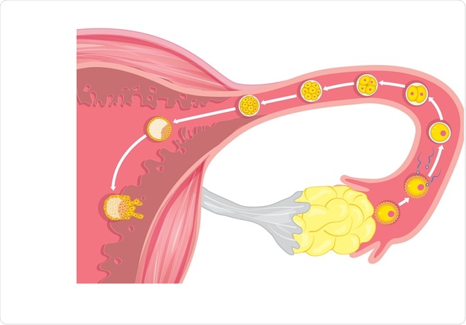 ovulation
