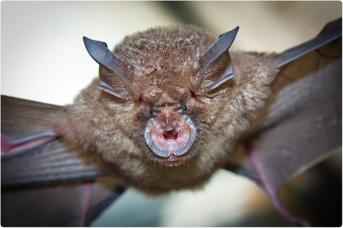 Study: A selective sweep in the Spike gene has driven SARS-CoV-2 human adaptation. Image Credit: Binturong-tonoscarpe / Shutterstock