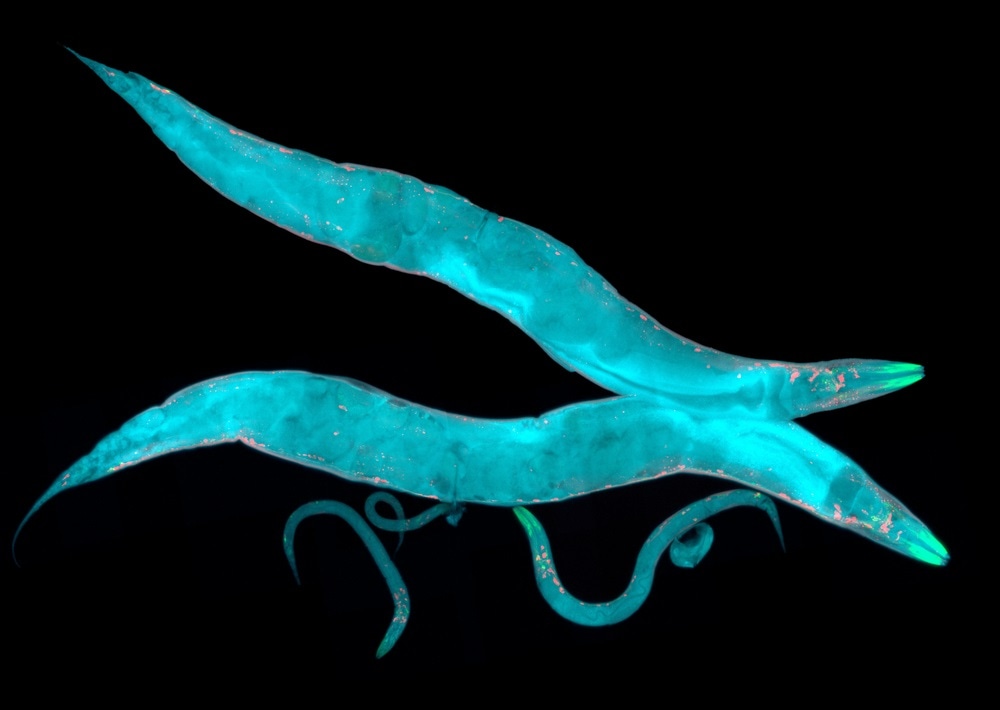c. elegans c. elegans