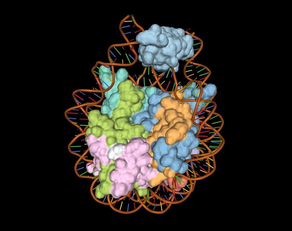 DNA-histone complex DNA-histone complex