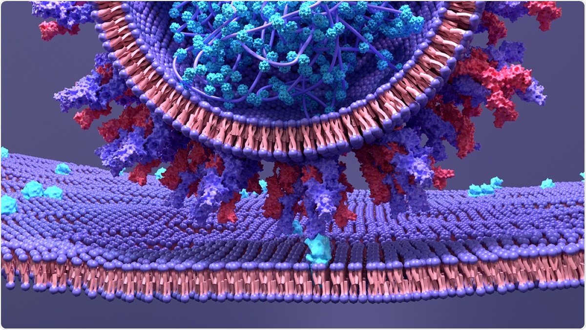 Study: Computational insights into differential interaction of mamalian ACE2 with the SARS-CoV-2 spike receptor binding domain. Image Credit: Design_Cells / Shutterstock