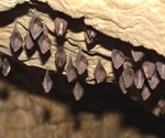 Bats and pangolins in Southeast Asia harbor SARS-CoV-2-related coronaviruses, study finds