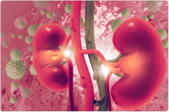 kidney