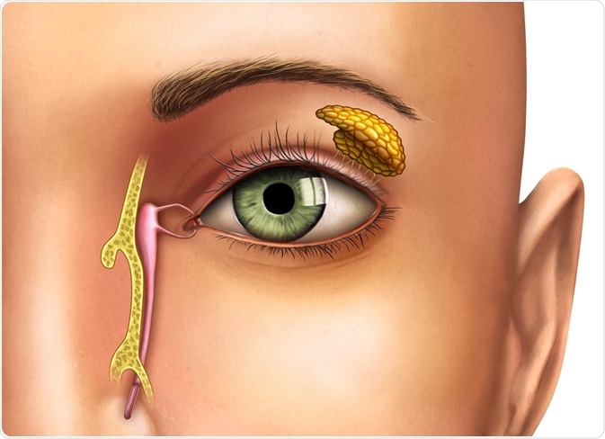 lacrimal ducts