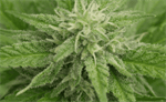 Identifying and Quantifying Cannabinoids in Biological Matrices