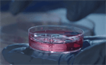 Advancing Scientific Understanding with Bioinspired Materials