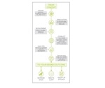 Investigating the Impacts of Probiotics on Overweight Adults