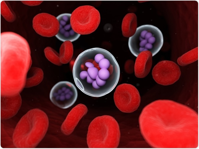 megakaryocyte