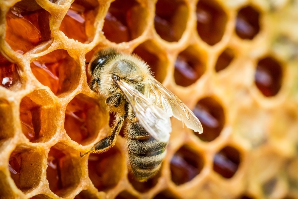 bee honey