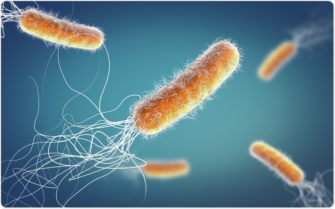 bacteria