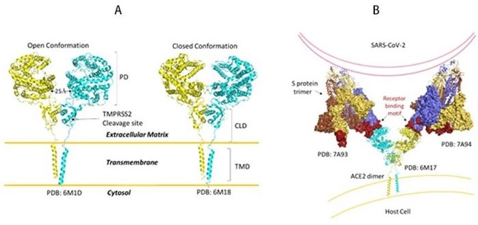 A) Full length structure of ACE2 in open and closed homodimer states. B) Modeled interaction of S trimer to ACE2 dimer during viral infection.