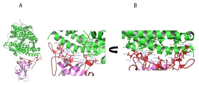 A) Co-crystal of RBD (purple) bound to ACE2(green). B) Polar interaction within the RBM that enable tight binding to ACE2. RBM is colored red. PDB: 6M0J.