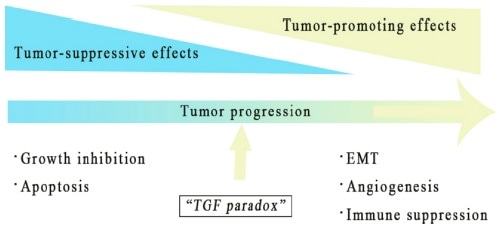 Tumor-promoting and suppressing effect of TGF-β.