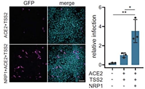 Neuropilin-1 and ACE2 co-expression dramatically improves viral entry.