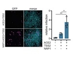 What We Know About SARS-CoV-2 One Year Later: Part 3