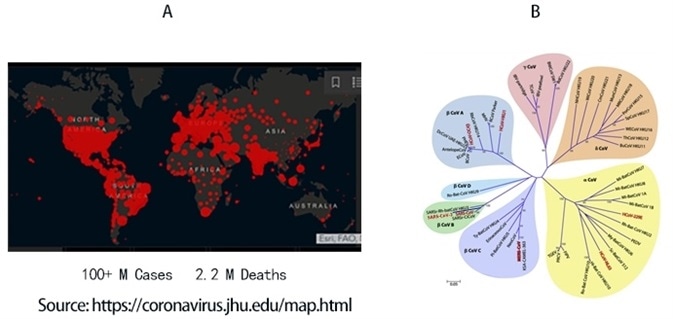 A) Global map of SARS-CoV-2 infection to date. B) Phylogenetic tree of coronaviruses. SARS-CoV-2 belongs to α-coronavirus clade in the B lineage.