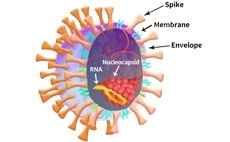 SARS-CoV-2 particle schematic