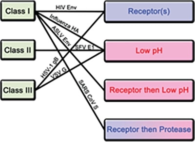 Classification of fusion proteins and triggering mechanisms with examples of corresponding viruses