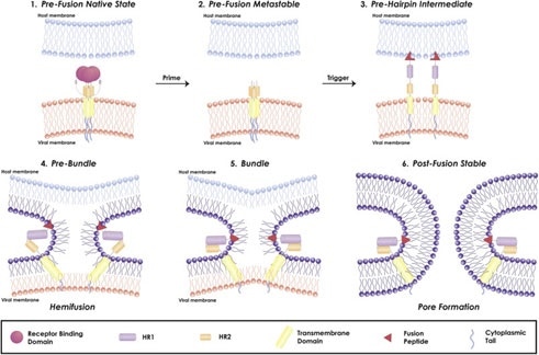 Mechanism of viral fusion entry primarily for class I fusion proteins. Step 4-6 applies to other classes of fusion proteins as well
