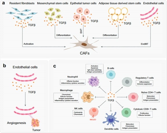 The function of TGF-β in TEM.