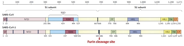 Structural schematic of S protein between SARS-CoV and SARS-CoV-21.