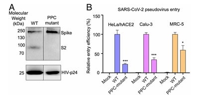 S protein cleavage occurs and necessary for viral infection. A) Mutation of furin (PPC) site abolishes cleavage. B) PPC mutant have lower viral entry efficiency compared to WT.