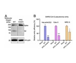 What We Know About SARS-CoV-2 One Year Later: Part 2