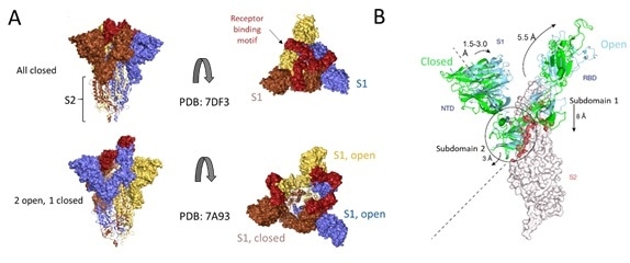 Cryo-EM structure of S trimer. A) Depiction of S1 subunits in open and closed RBD conformation as surface representation and S2 subunits in ribbon form. B) Changes in S1 subunit post ACE2 receptor binding.