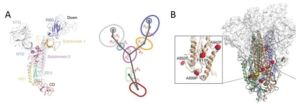 A) S protein is highly dynamic structure with multiple centroid rotating along various angles and dihedrals10. B) 6 Proline mutations in S protein timer stabilizes the prefusion state.