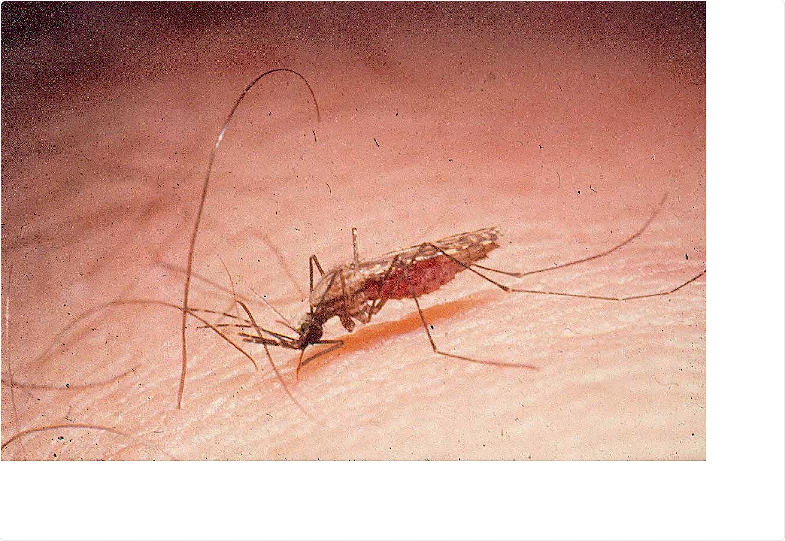 Mosquito Mosquito