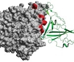Two repurposed drugs and a blue dye show potential as SARS-CoV-2 entry inhibitors