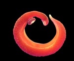 What is Schistosomiasis?