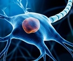 Myelin Function