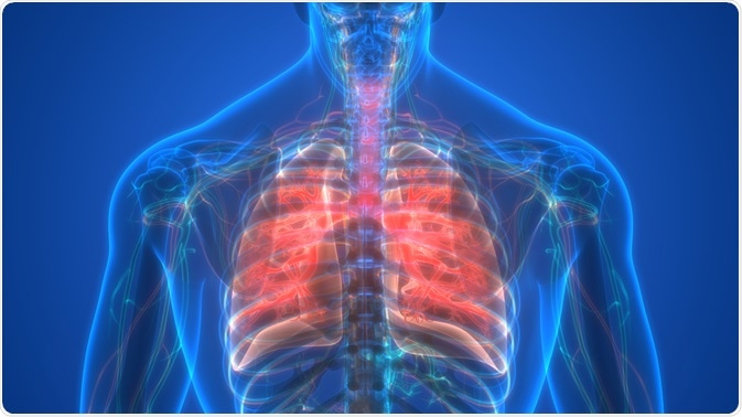 lungs