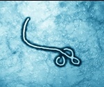 What is Marburg Virus?