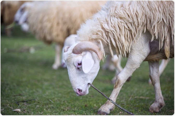 sheep