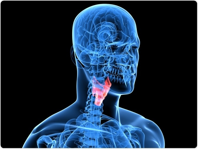 vocal cords