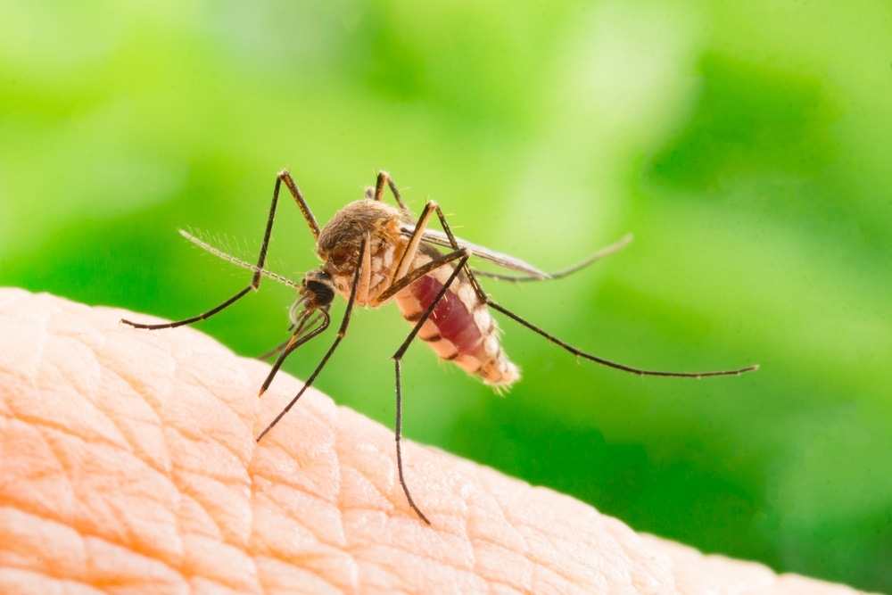 malaria