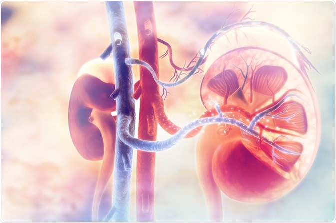 kidney
