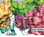 Modeling SARS-CoV-2 spike/human ACE2 complex identifies high-affinity variants that cause greater transmissibility
